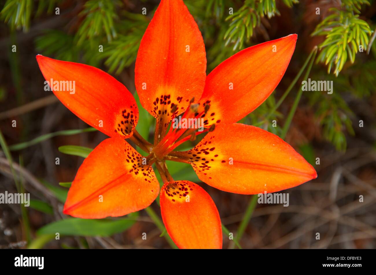 Lily High Resolution Stock Photography and Images Alamy