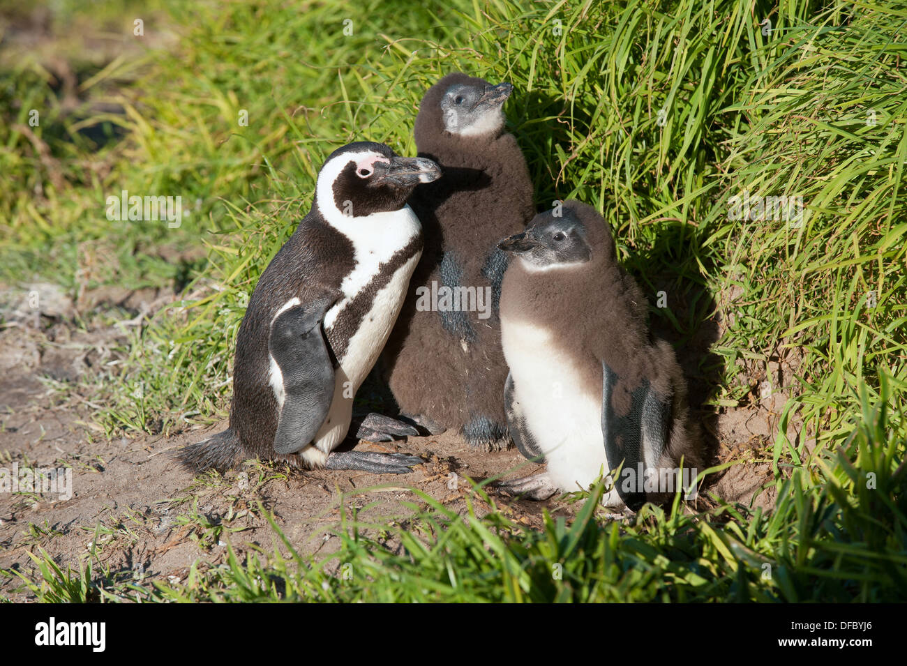 African pinguin (Spheniscus demersus) adult with juveniles molting into adult plumage, Simon's Town, Western Cape, South Africa Stock Photo