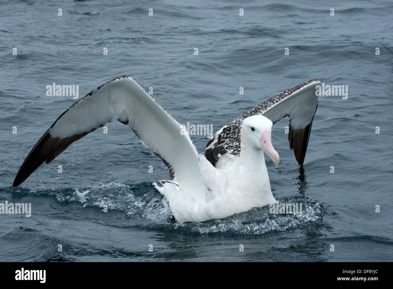 A Wandering Albatross Stock Photo