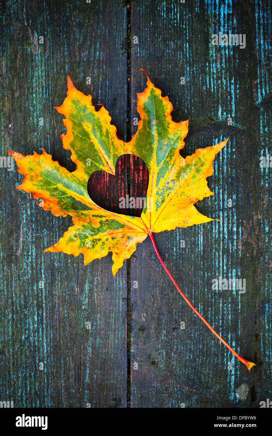Fall in love photo metaphor. Colorful maple leaf with heart shaped hole lays on dark wooden table Stock Photo