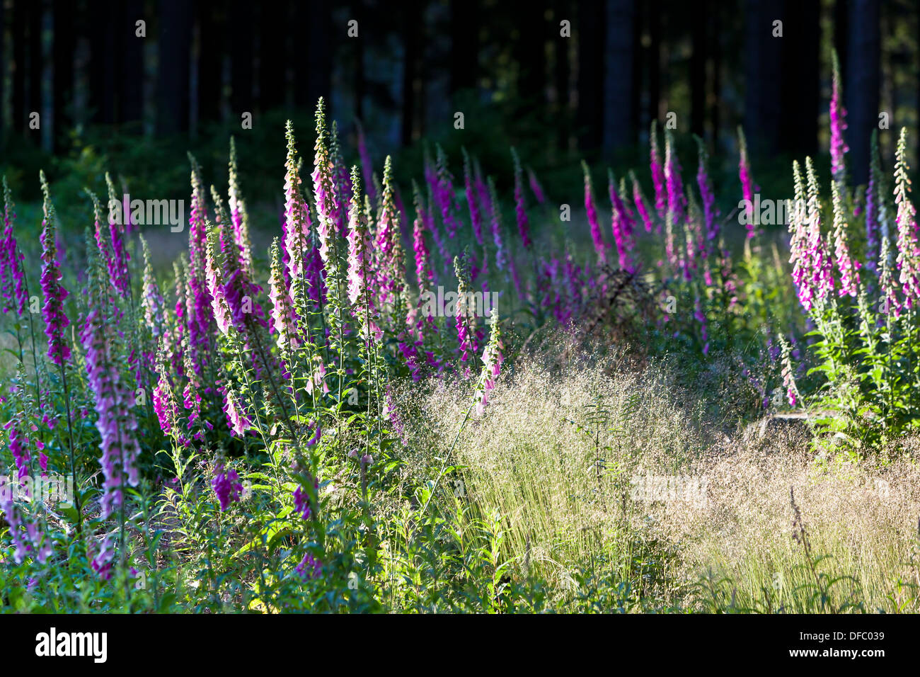 Germany, Bavaria, Foxglove flower in grass Stock Photo