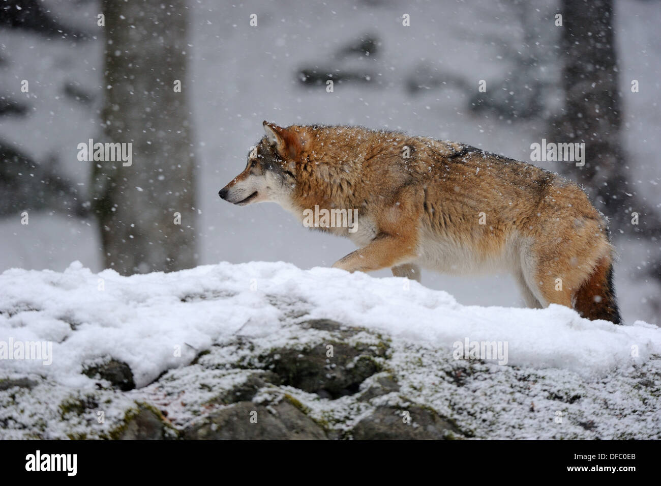 European grey wolf in snow Canis lupus, captive Bayerischerwald