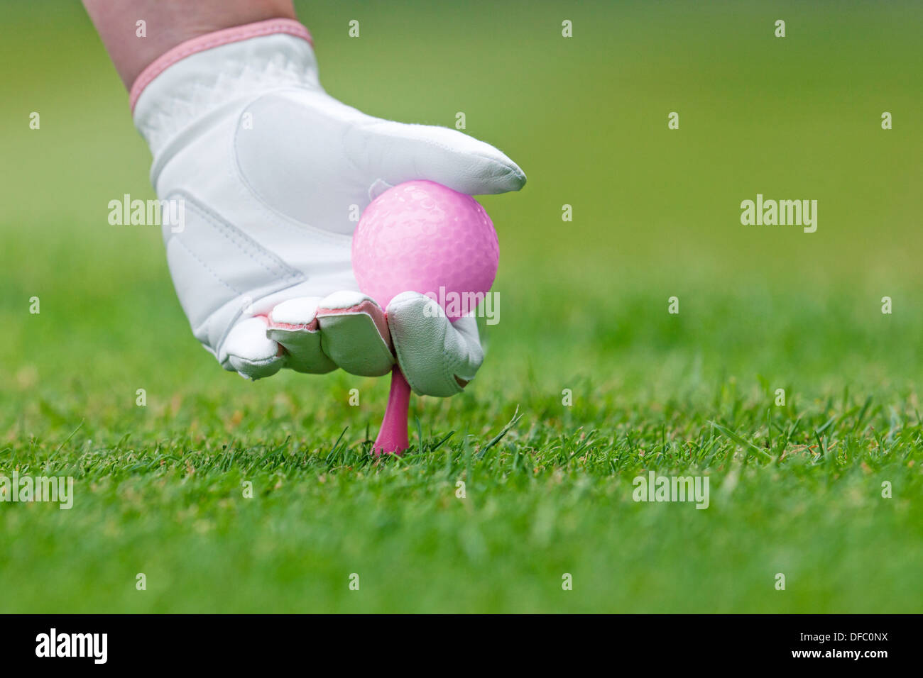 A ladies hand in white leather glove holding a pink golf ball placing a tee into the ground. Stock Photo