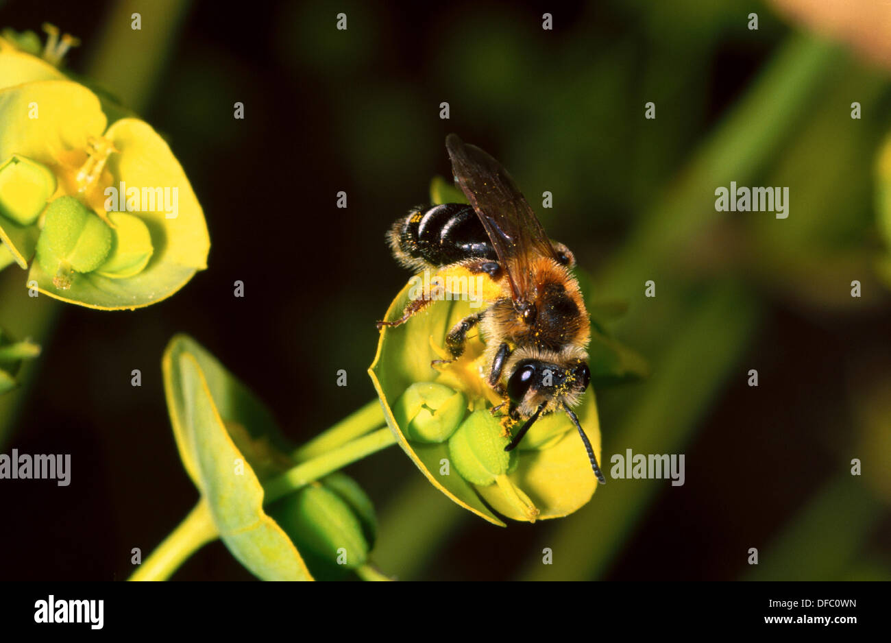 Family Halictidae Collecting On Flower High Resolution Stock ...