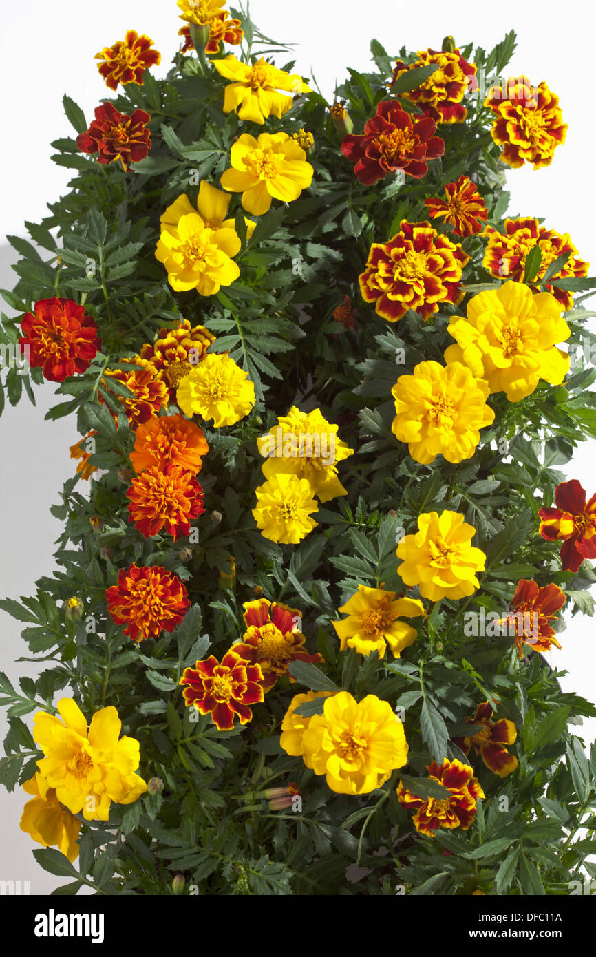 White tagetes hi-res stock photography and images - Alamy