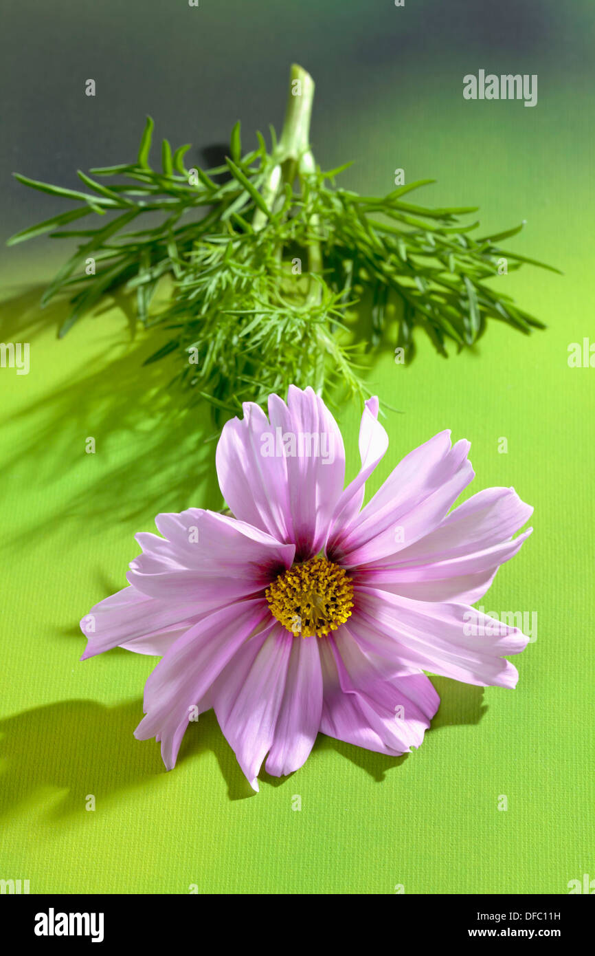 Background of cosmos hi-res stock photography and images - Alamy