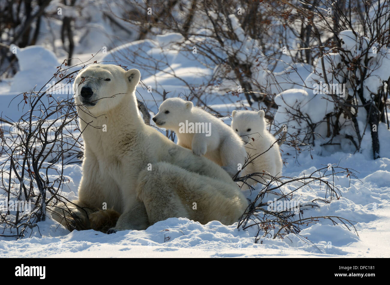 Polar bear mother Ursus maritimus with two 3 months old cubs playing  Coming out of the den in March  Wapusk National Park, Stock Photo