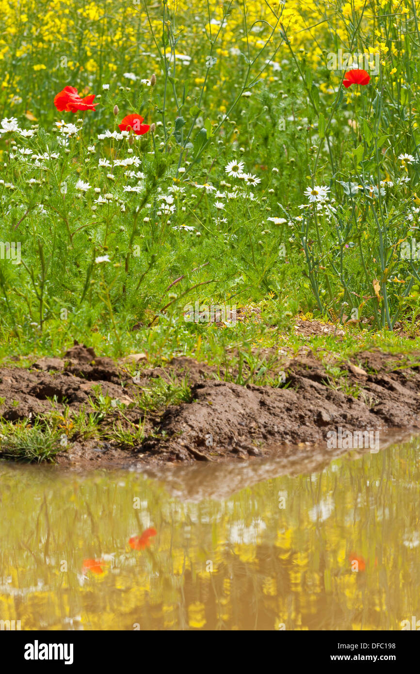 Poppies, daisies and yellow rapeseed flowers reflected in a puddle on a bright summers day. Stock Photo