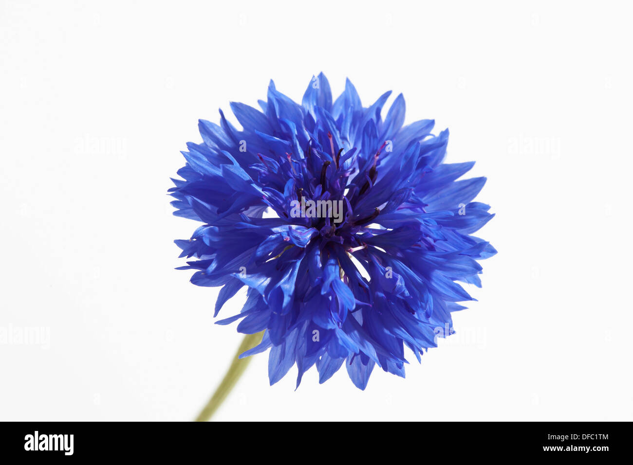 Blue cornflower against white background, close up Stock Photo