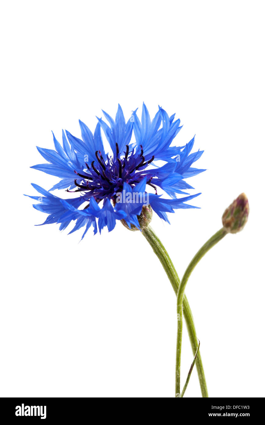 Blue cornflowers against white background, close up Stock Photo
