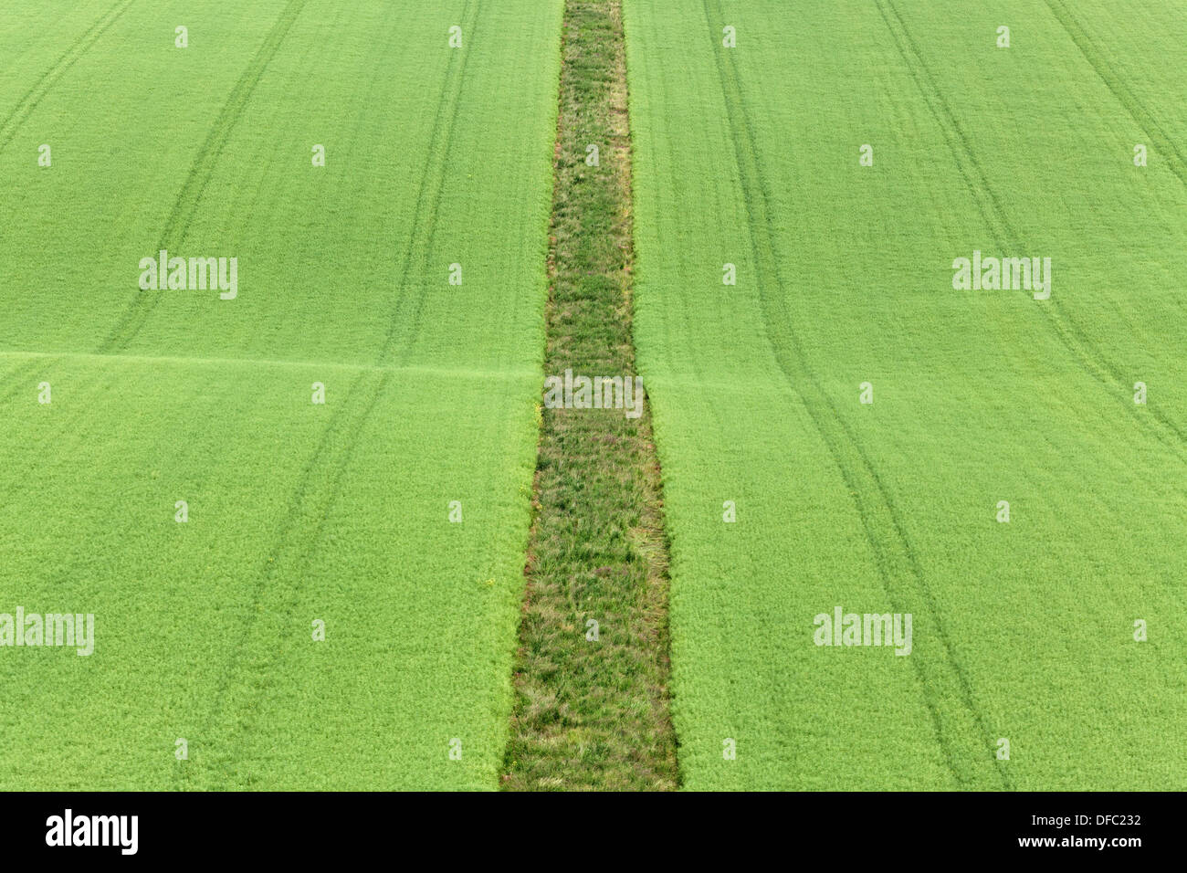 A strip of uncultivated land divides a rapeseed field in two halves Stock Photo