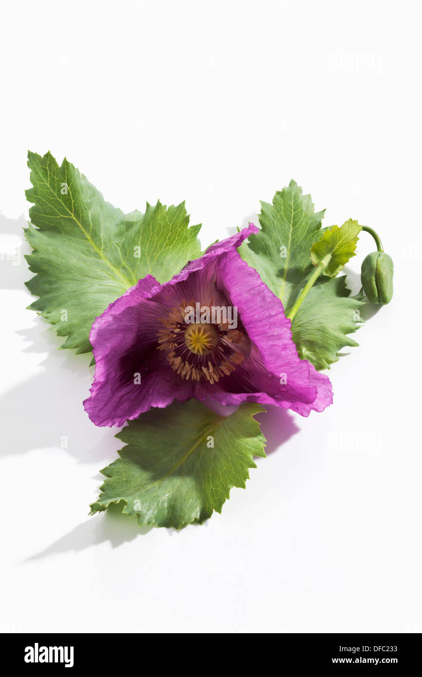 Poppy leaves Cut Out Stock Images & Pictures - Alamy