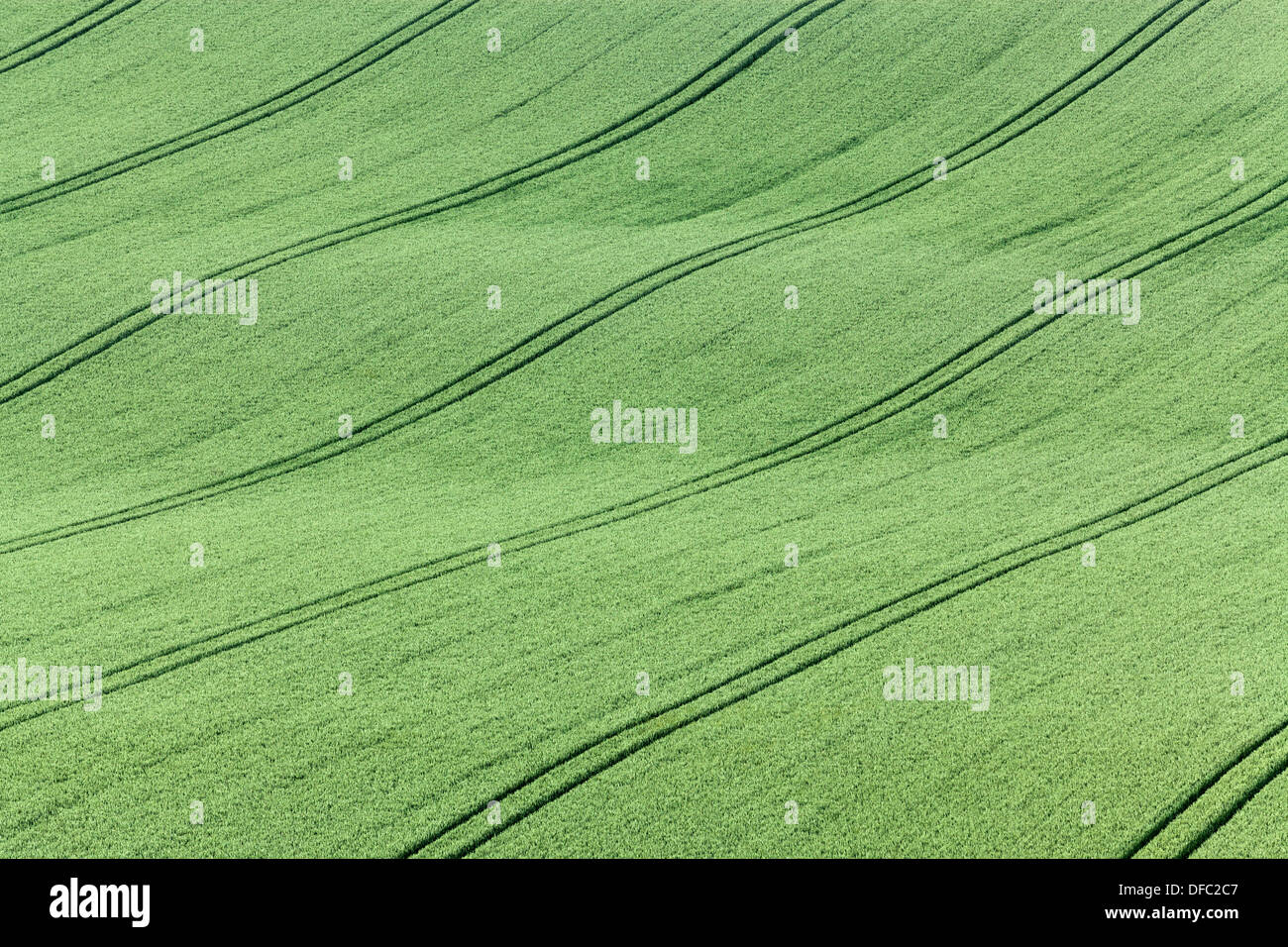 An undulating field of Wheat in the South Downs National Park in Hampshire Stock Photo