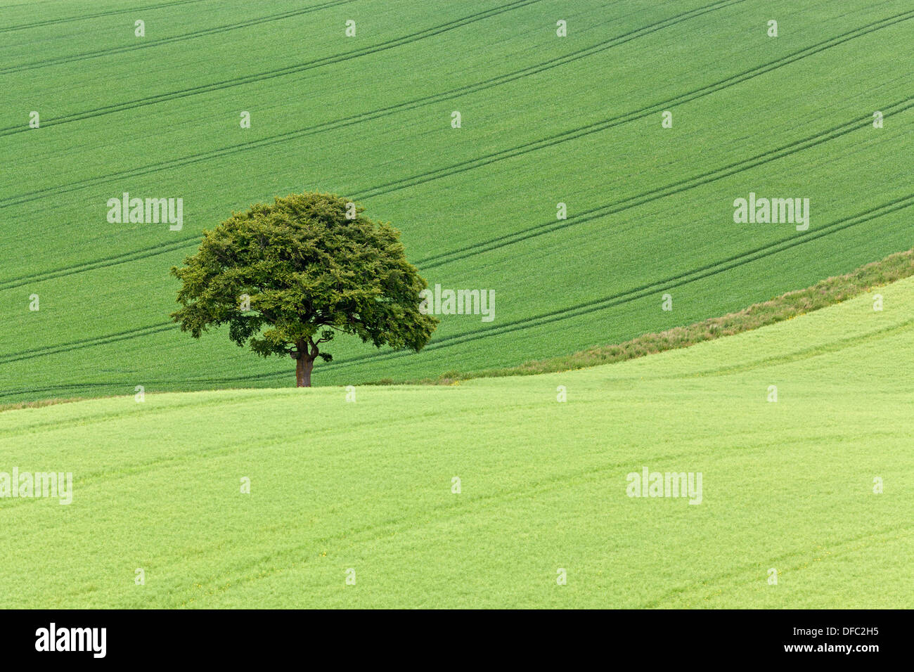 A lone English Oak tree standing between green fields in the South Downs National Park in Hampshire, England. Stock Photo