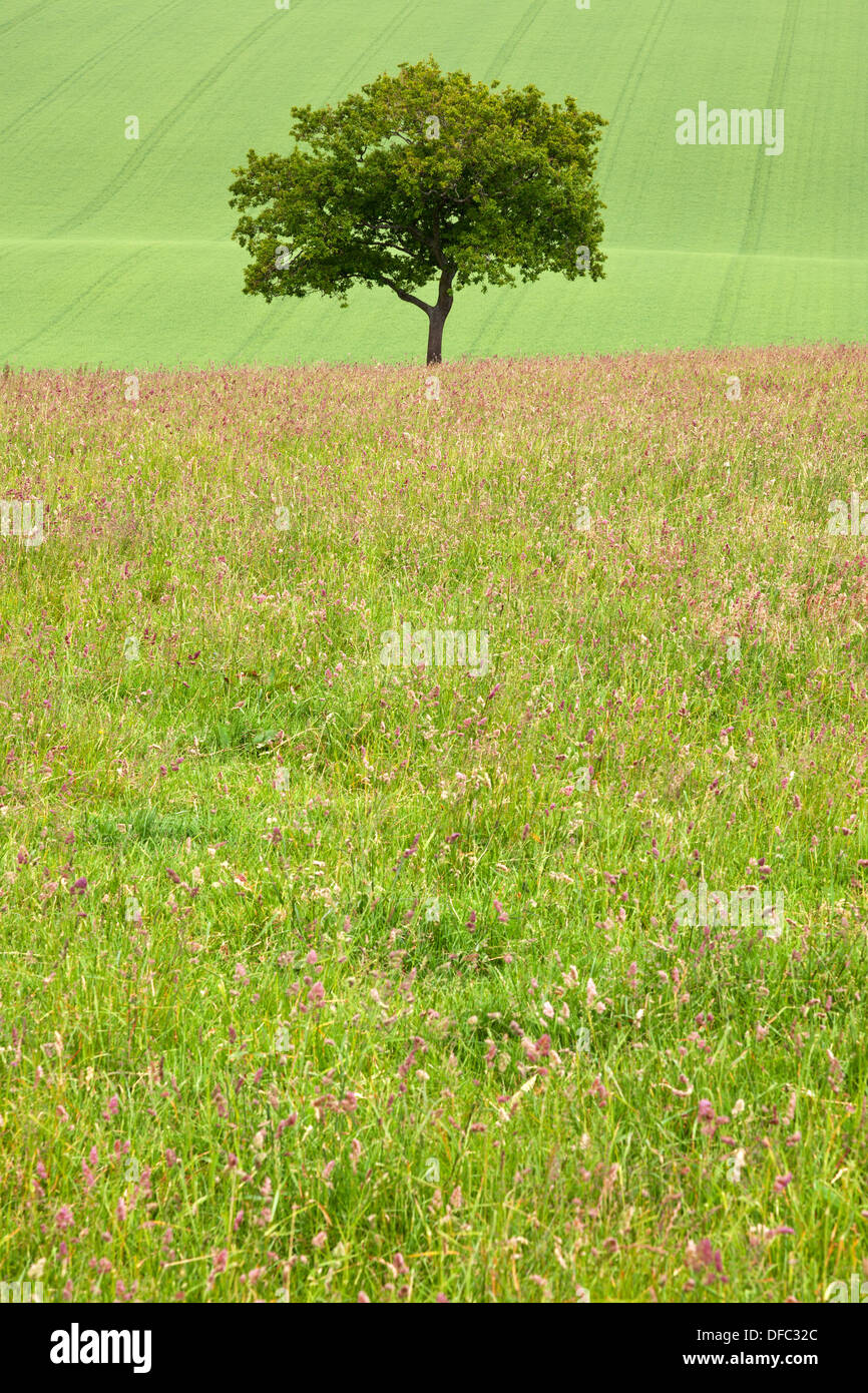 A lone English oak tree on a hill within the South Downs National Park in Hampshire, England. Stock Photo