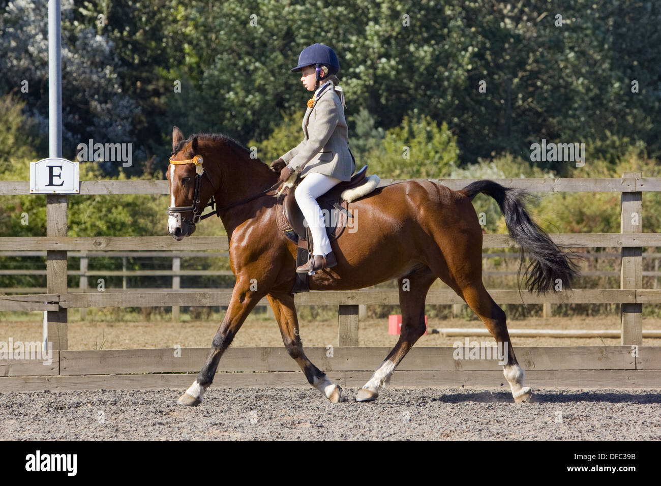 A horse and rider competing in a dressage event held outside on a sand and rubber course in England Stock Photo