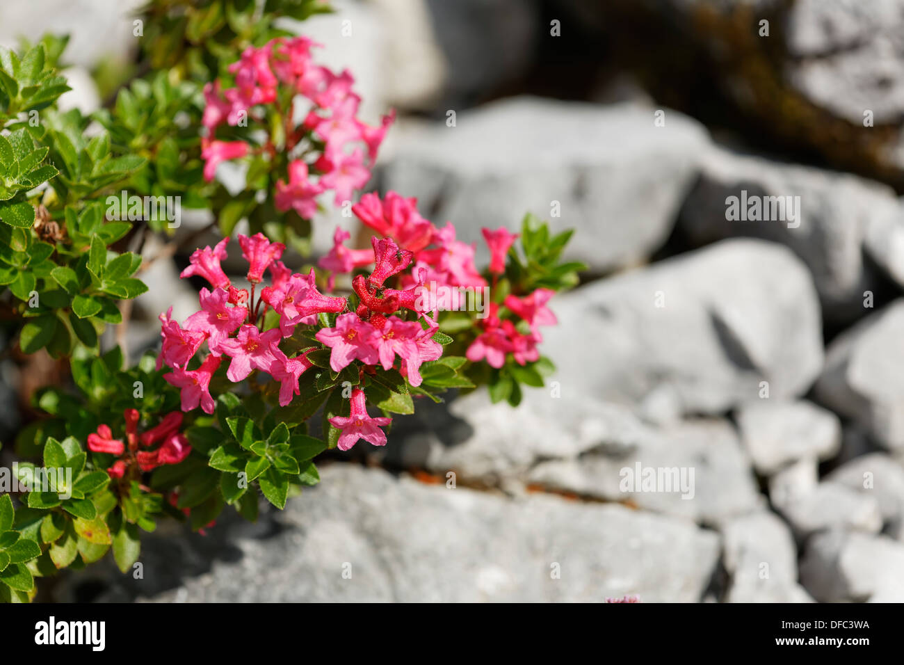 Austria, Hairy Alpine Rose, close up Stock Photo