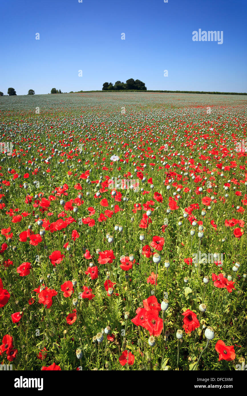 Red poppies in a field amongst the large seed pods of Opium poppies on a bright sunny day in Hampshire, England. Stock Photo