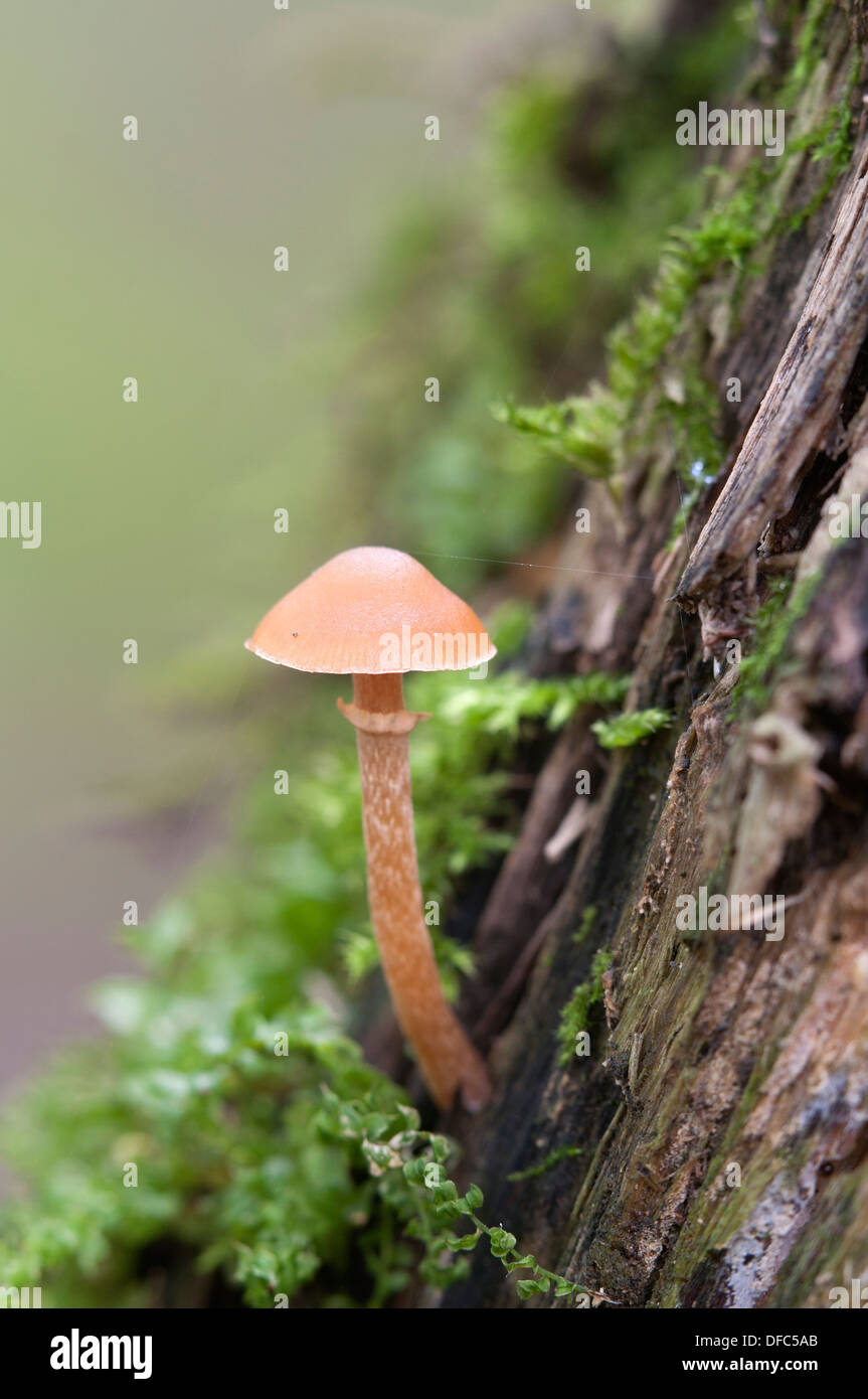 Orange Mushroom on a stump in a green moss Stock Photo - Alamy
