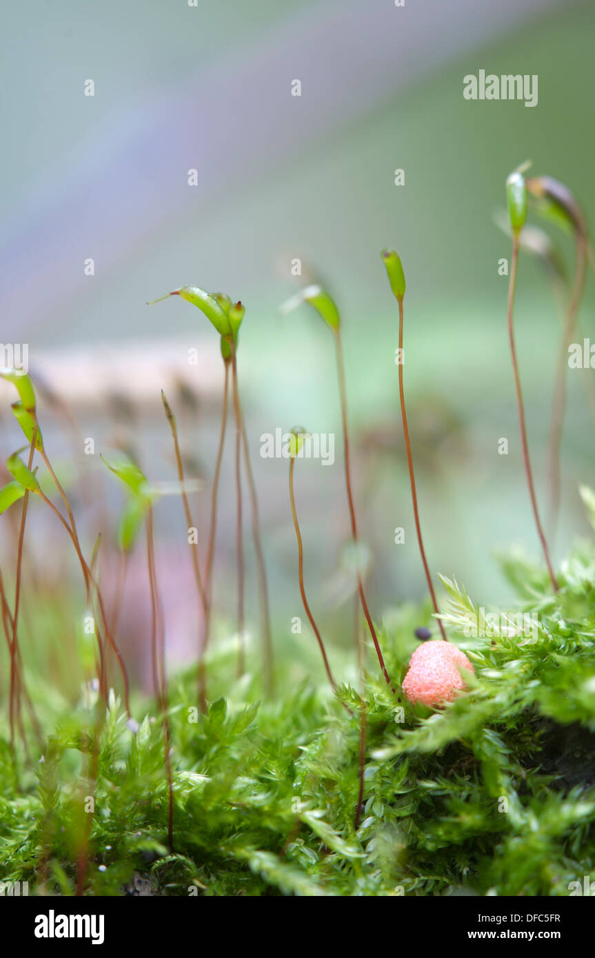 Mushrooms (slime mould Lycogala epidendrum) in a green moss Stock Photo