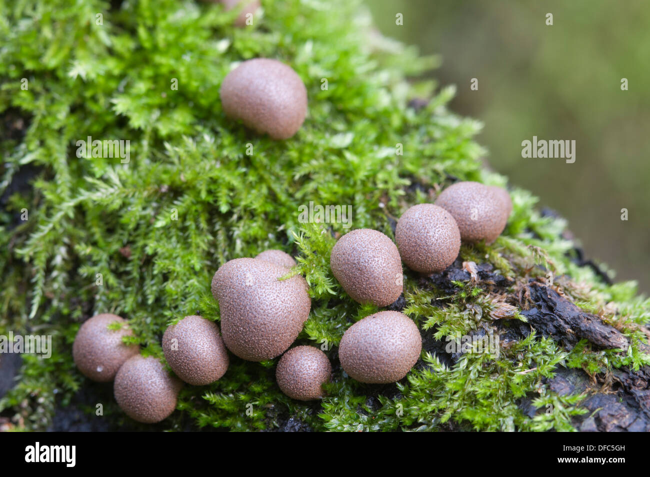 Mushrooms (slime mould Lycogala epidendrum) in a green moss Stock Photo