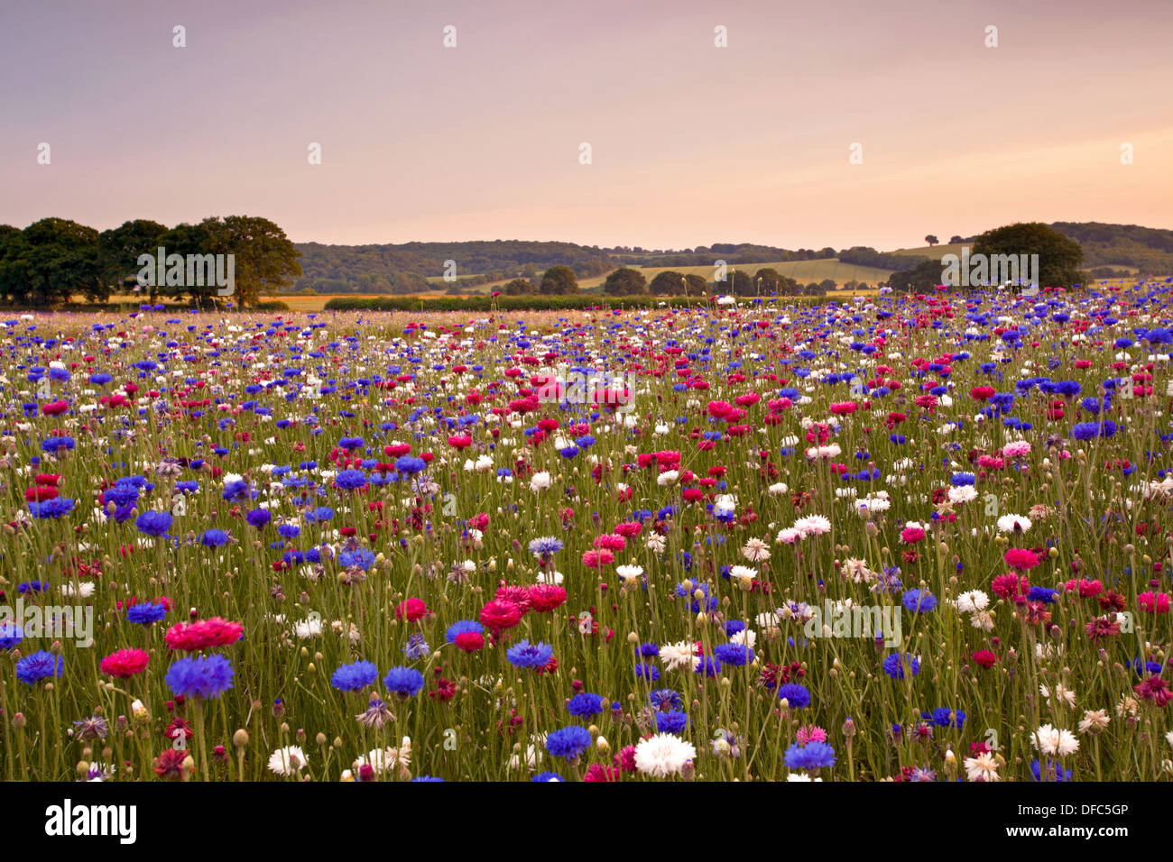 Red White and Blue cornflowers growing in a Hampshire field on a summers evening in July Stock Photo