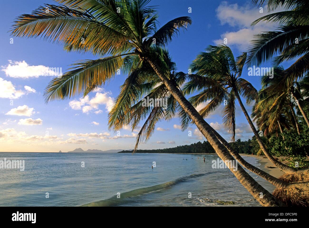plage de la Grande Anse des Salines, SainteAnne Ile de la Martinique