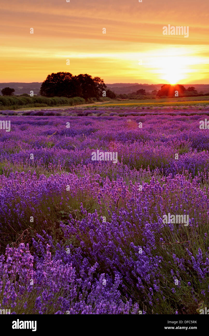 Sunset in a Hampshire field of Lavender on a summers evening in July. Stock Photo
