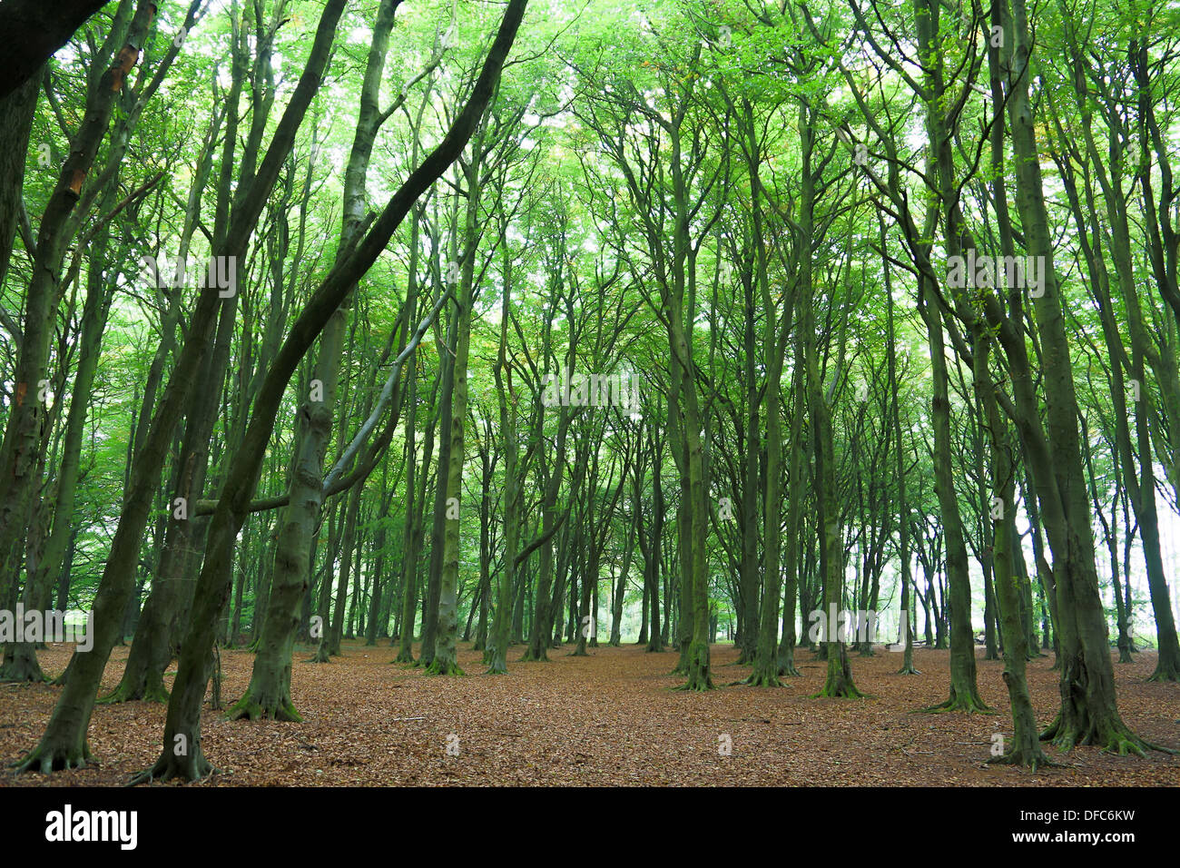 Bath in the forest hi-res stock photography and images - Alamy