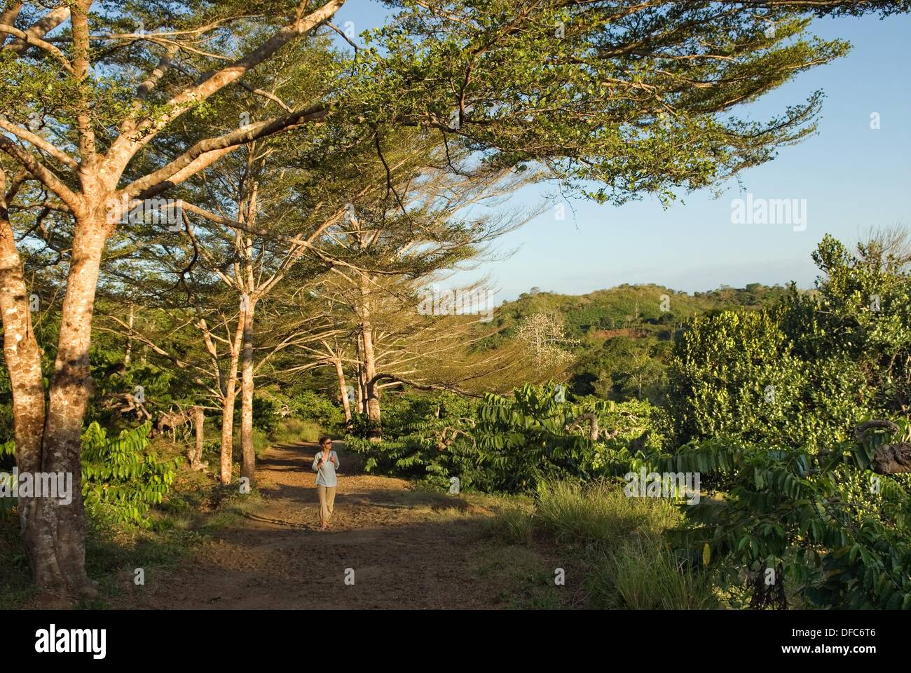 plantation of Ylangylang Cananga odorata along a road, Nosy Be island