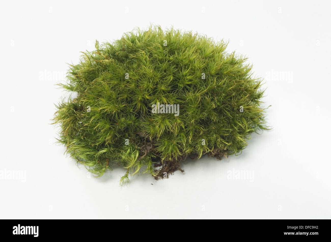 Moss (Sphagnum fallax), Studio Stock Photo - Alamy