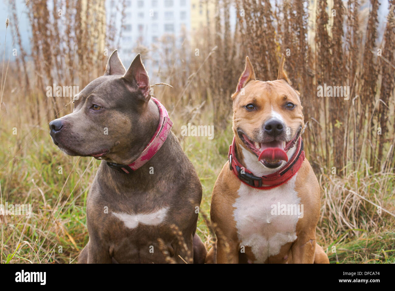 Two dogs of breed American Staffordshire Terrier Stock Photo - Alamy