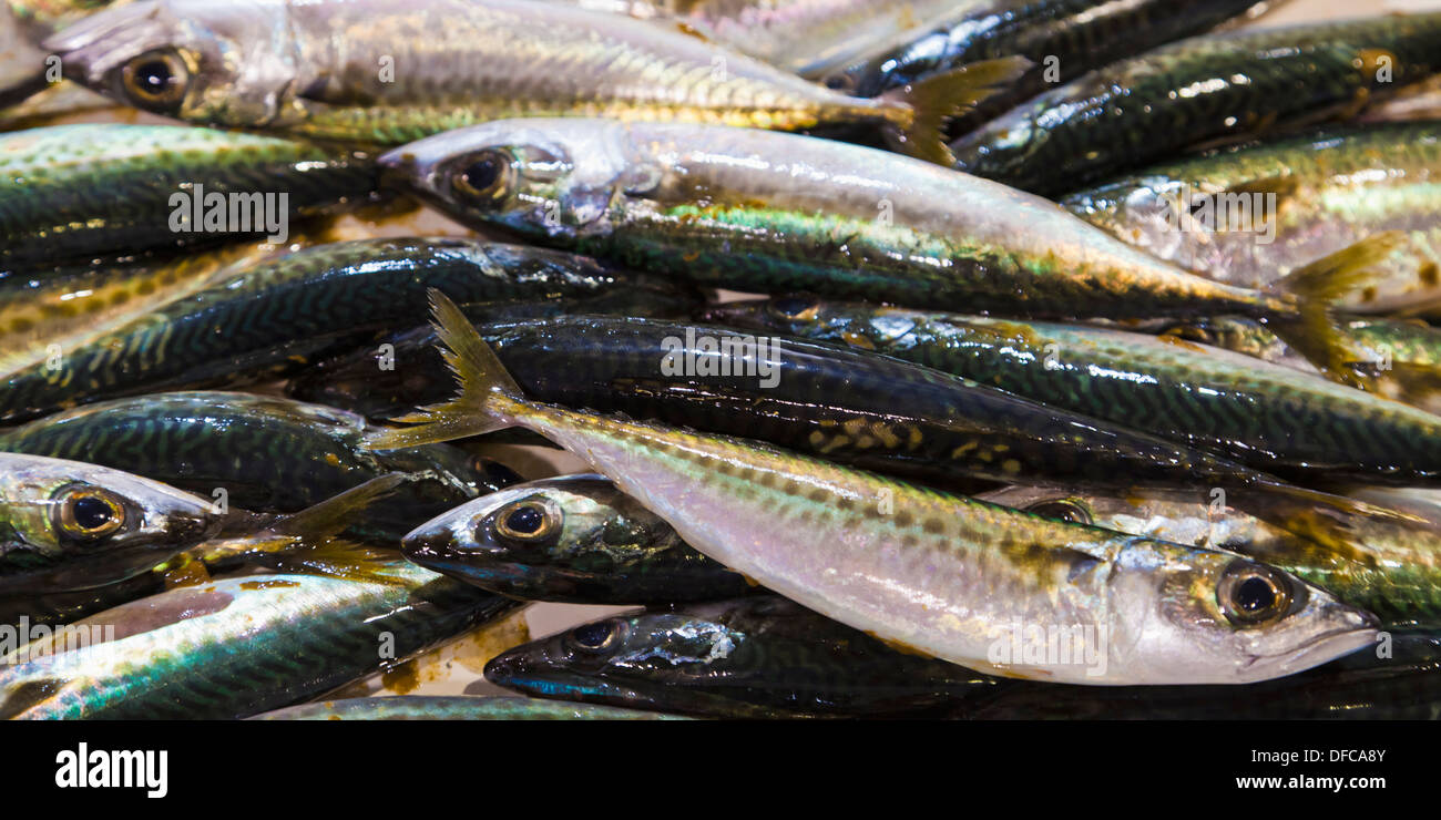 Portugal Lagos Atlantic Mackerel Fish Stock Photo Alamy portugal-lagos-atlantic-mackerel-fish-stock-photo-alamy