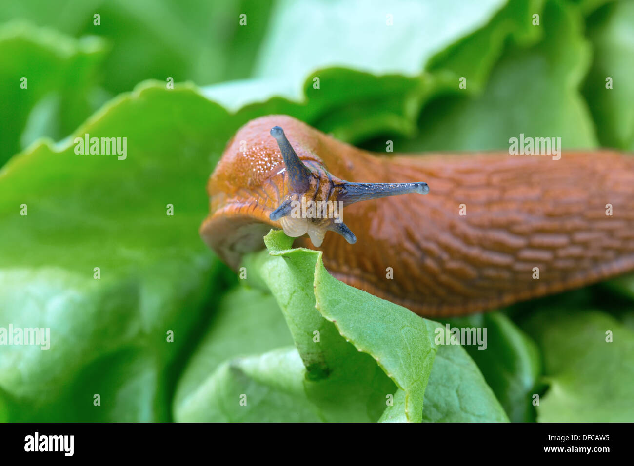 Slug eating leaf of lettuce, close up Stock Photo Alamy