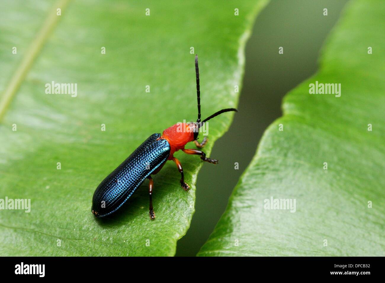 Calosoma sycophanta beetles hi-res stock photography and images - Alamy