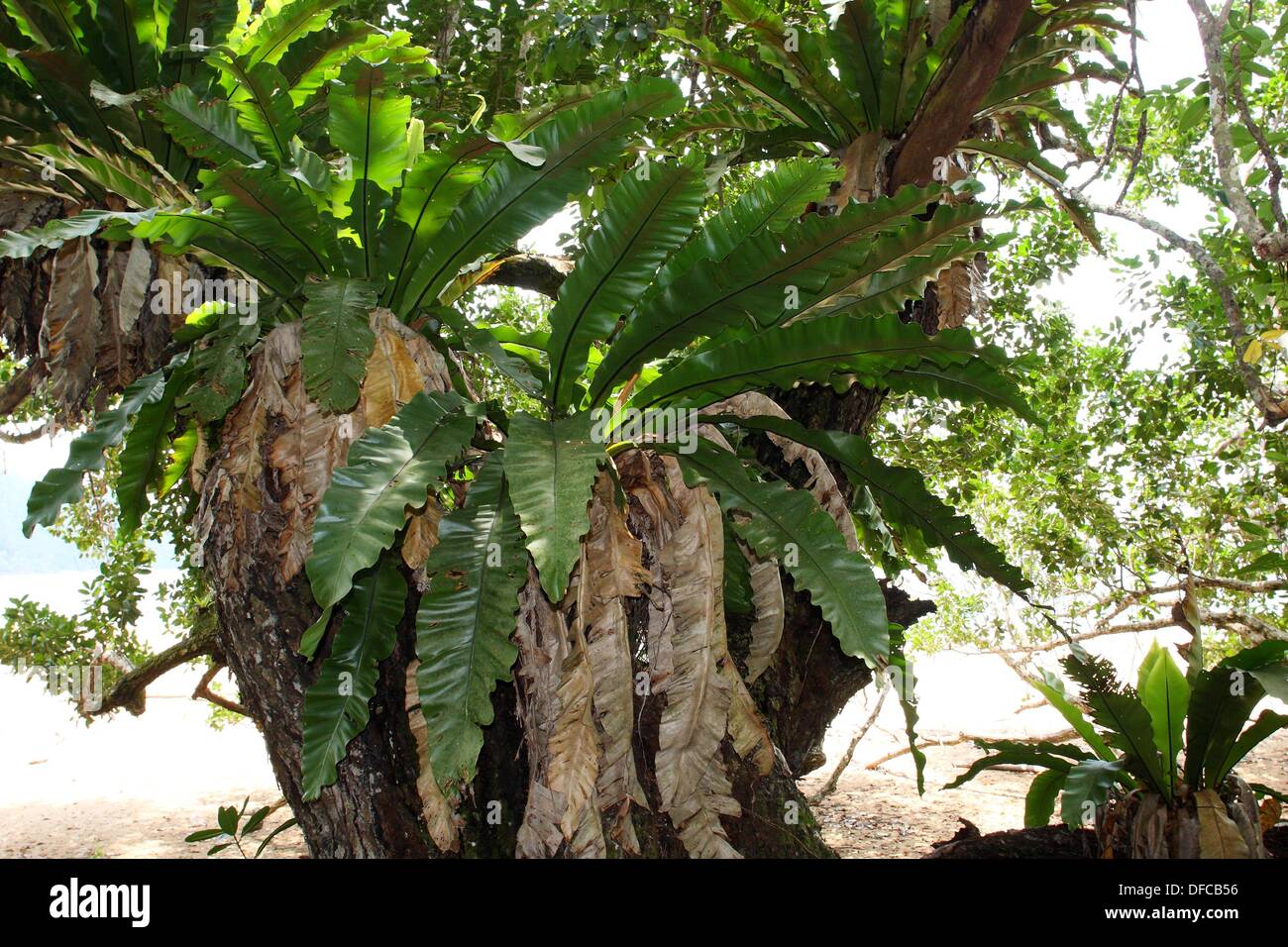Bird nest ferns, tanjung datu national park, sarawak, Malaysia, borneo Stock Photo Alamy