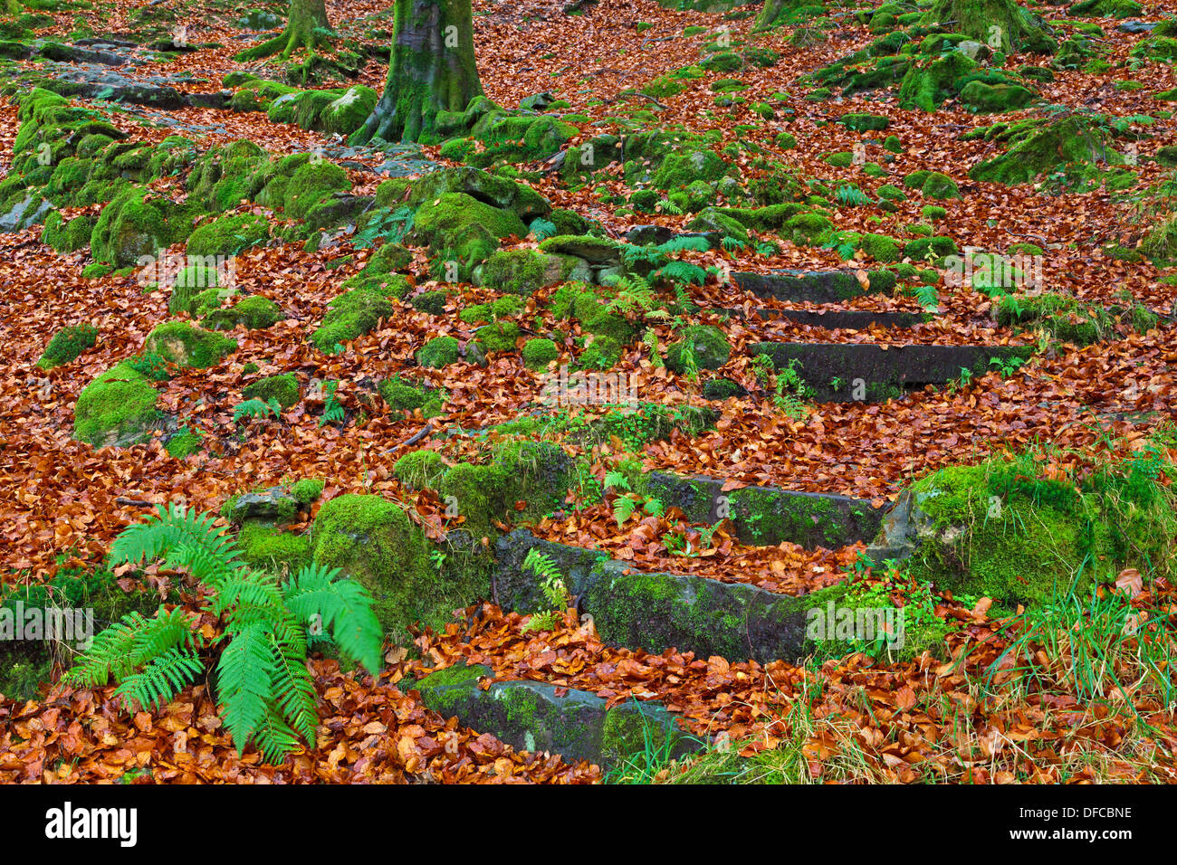 Wet autumn leaves and green moss cover granite steps on the path leading up the Wythburn Fells from Thirlmere Stock Photo