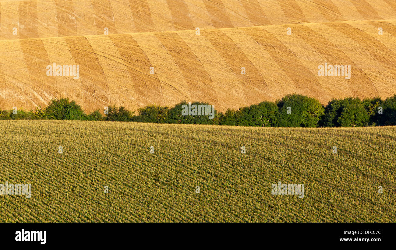 Fiels in the South Downs national Park in late summer Stock Photo