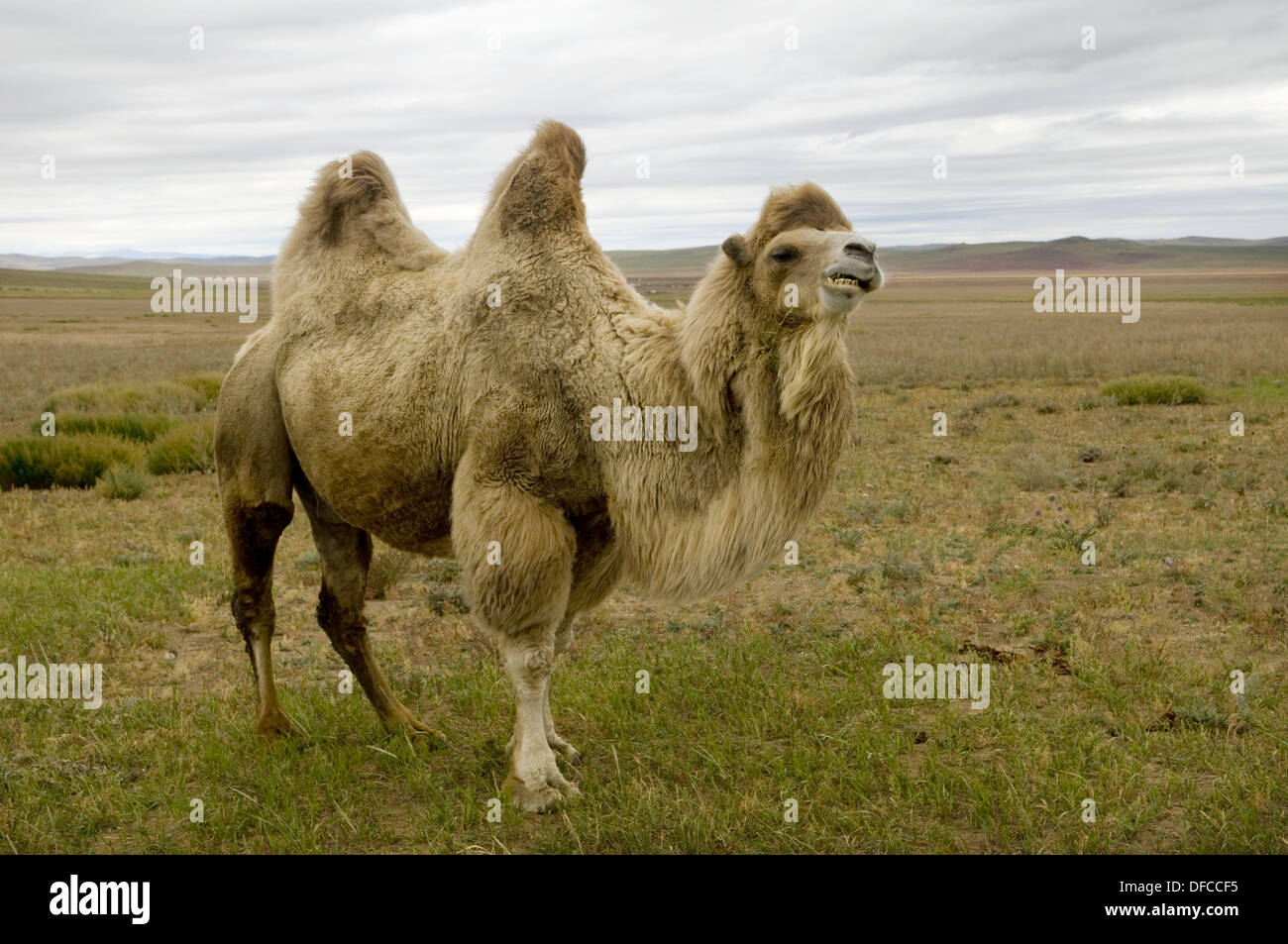 A Bactrian camel in the Gobi desert Stock Photo - Alamy