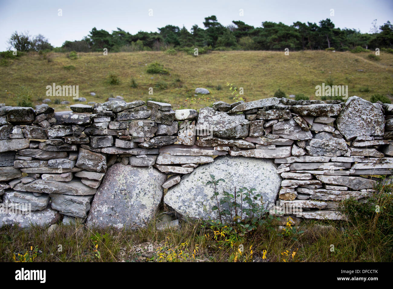 Traditional stonewall on the Swedish island of Gotland in the Baltic Sea Stock Photo