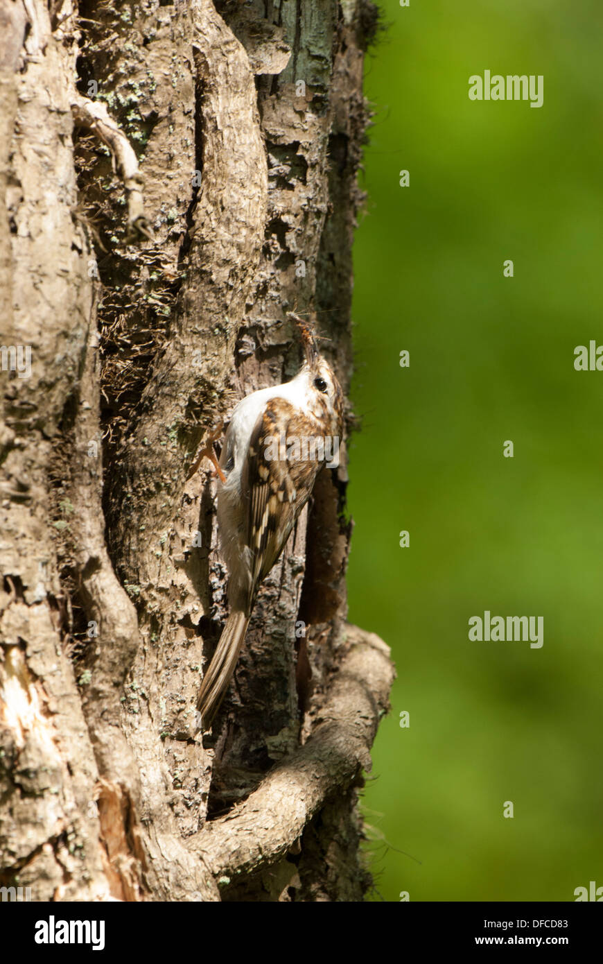 Creeper Tree Stock Photos & Creeper Tree Stock Images Alamy