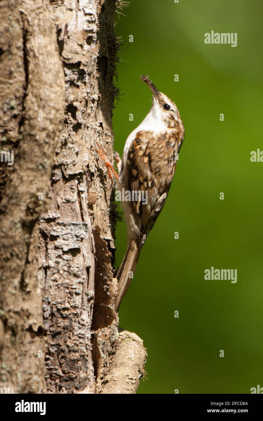 Tree Creeper side on Stock Photo Alamy