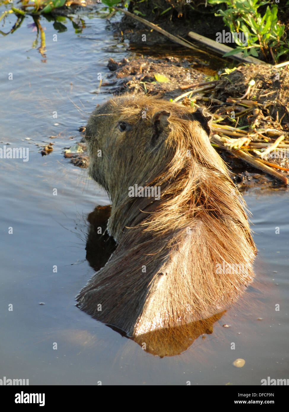 A Capybara, the worlds largest species of rodent, swimming in a lake in the Ibera wetlands in northern Argentina Stock Photo