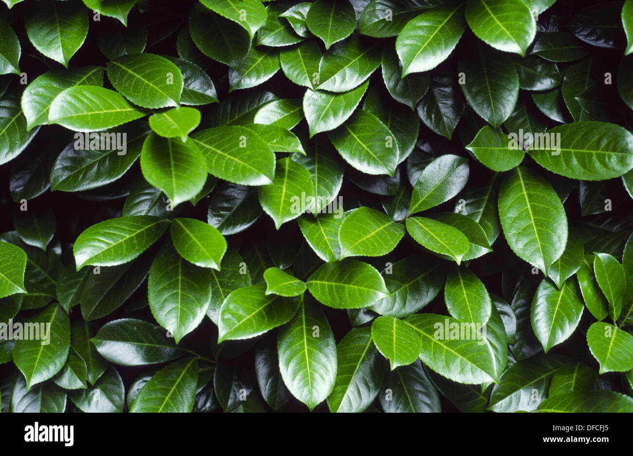 Cherry laurel (Prunus laurocerasus) leaves Stock Photo 61126637 Alamy