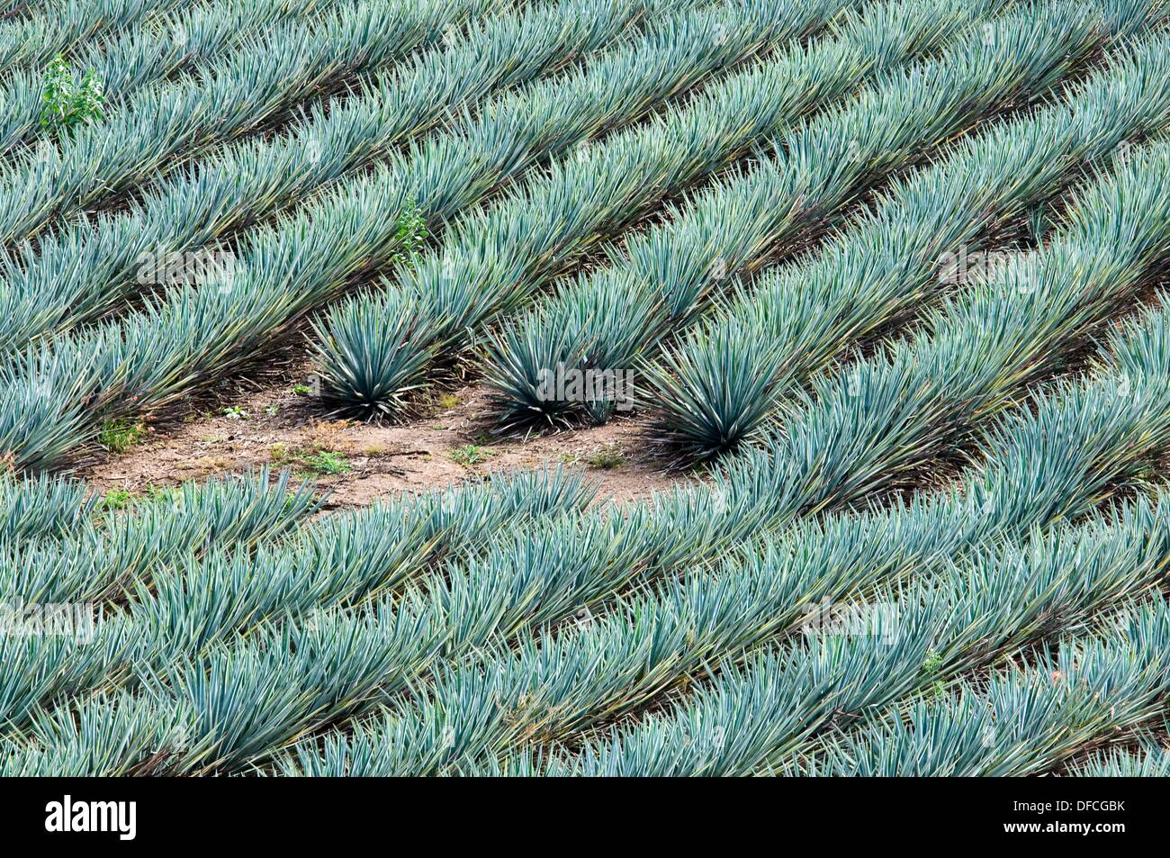 Plant Used For Tequila 2024 Plant Shawn Dolorita