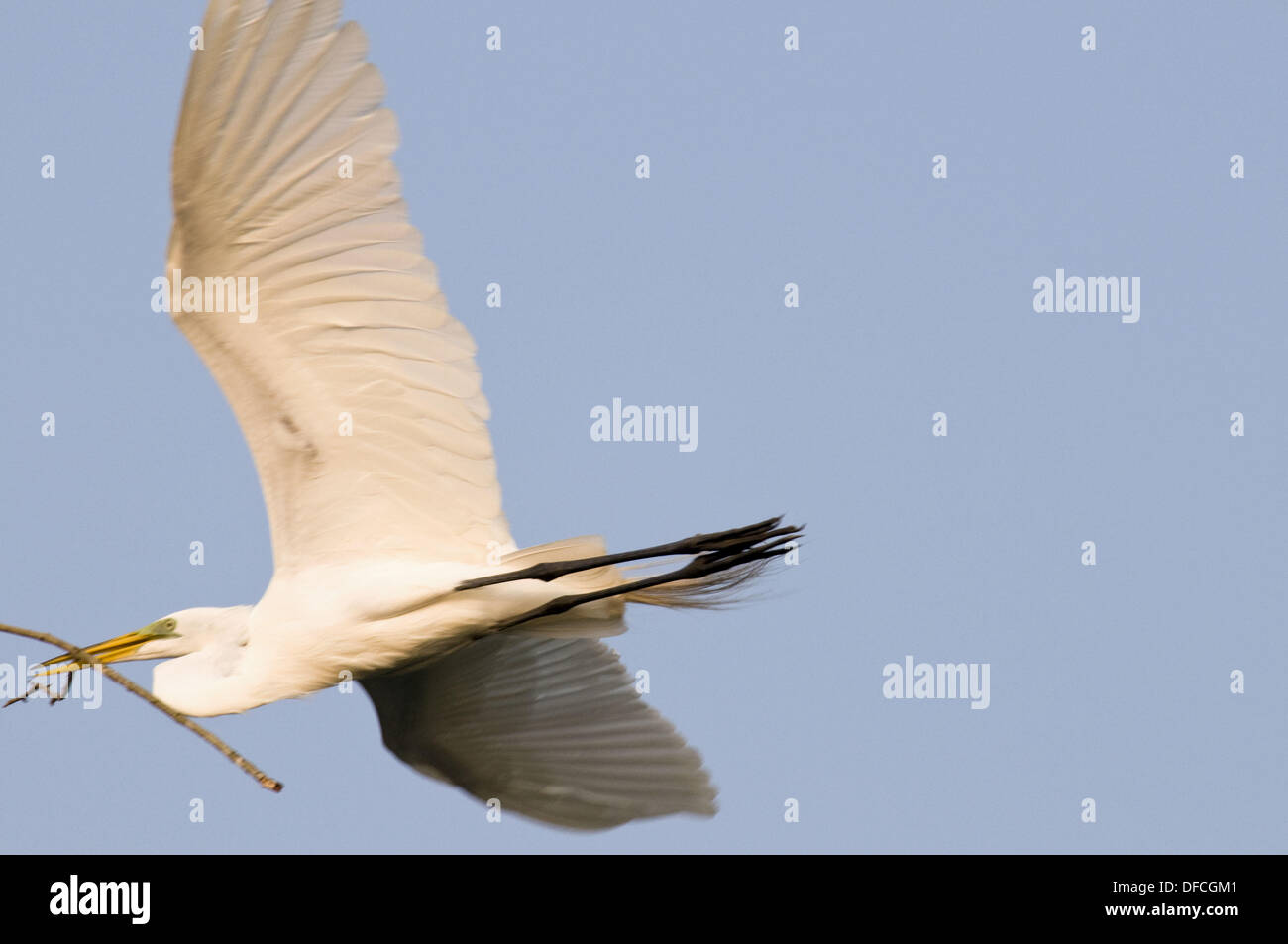 Birds Stock Photo - Alamy