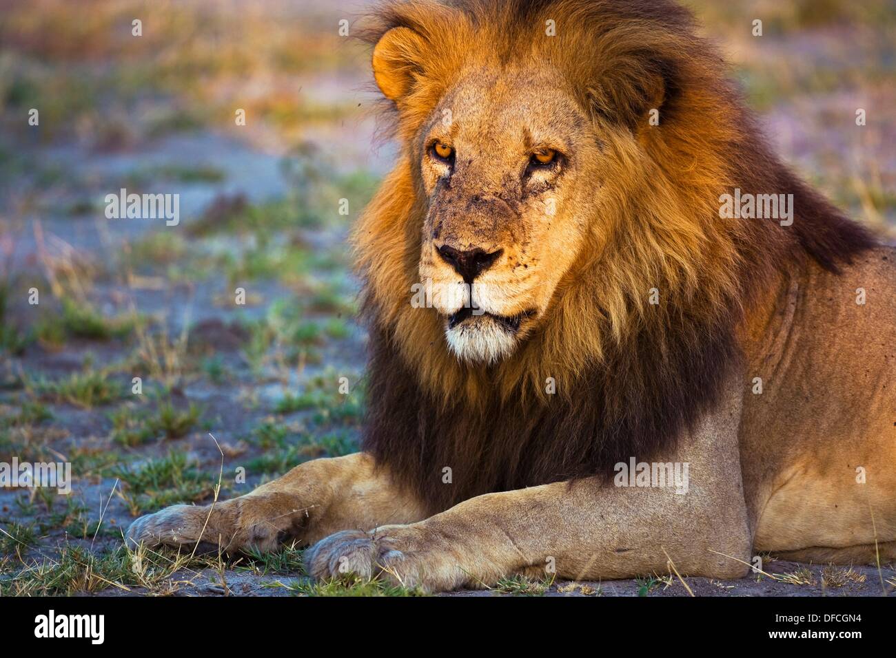 Male Lion Old High Resolution Stock Photography and Images - Alamy