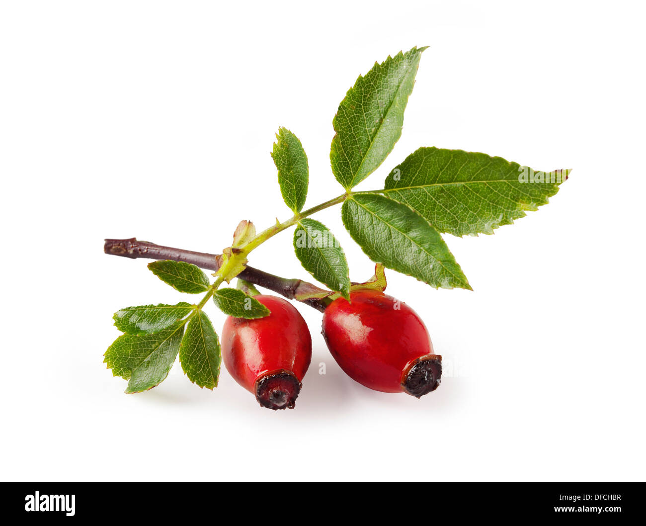 Wild Dog Rose - Rose Hip haws & leaves Stock Photo