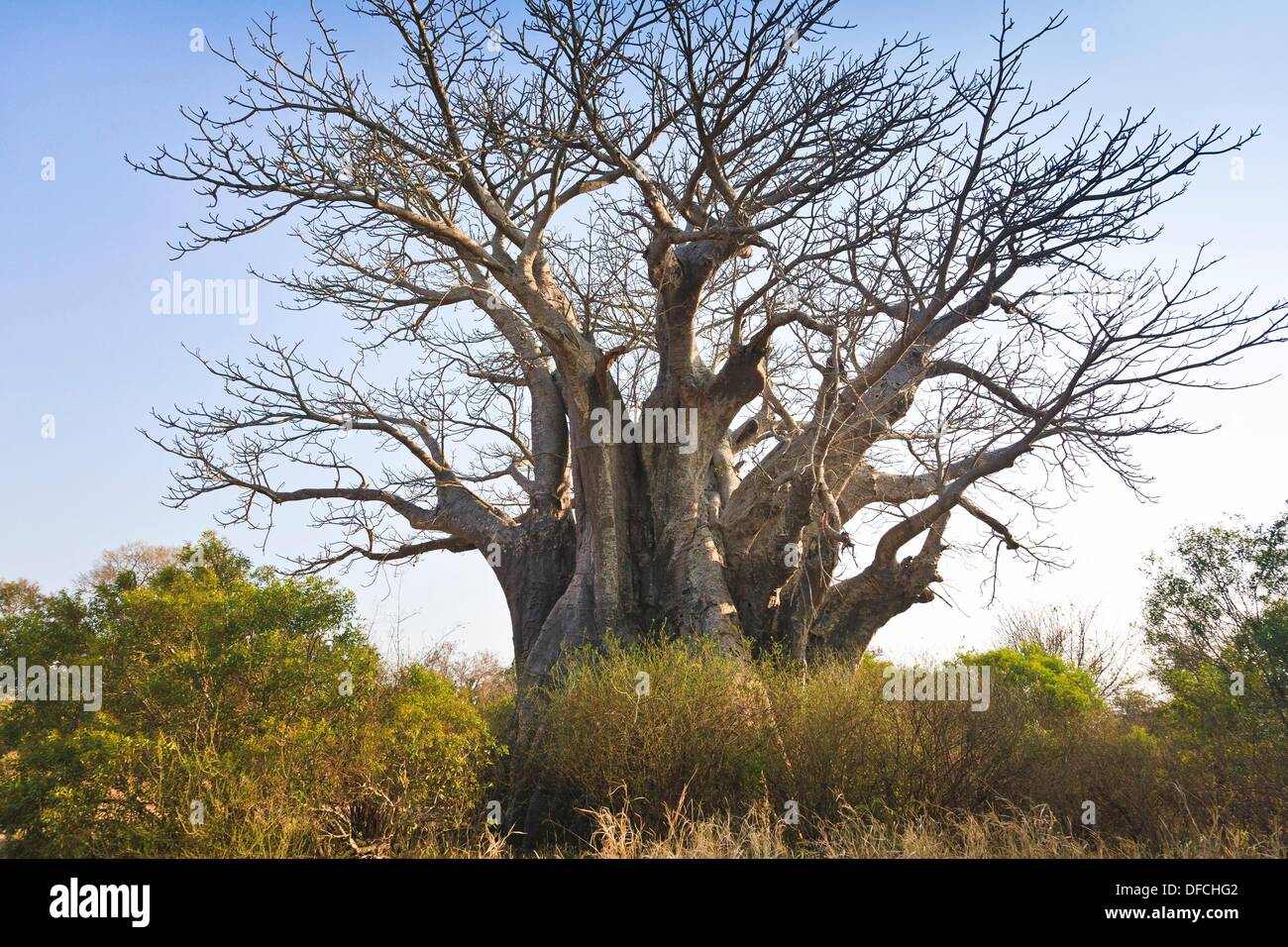 A large Baobab tree (Adansonia digitata) in the Kruger National Park