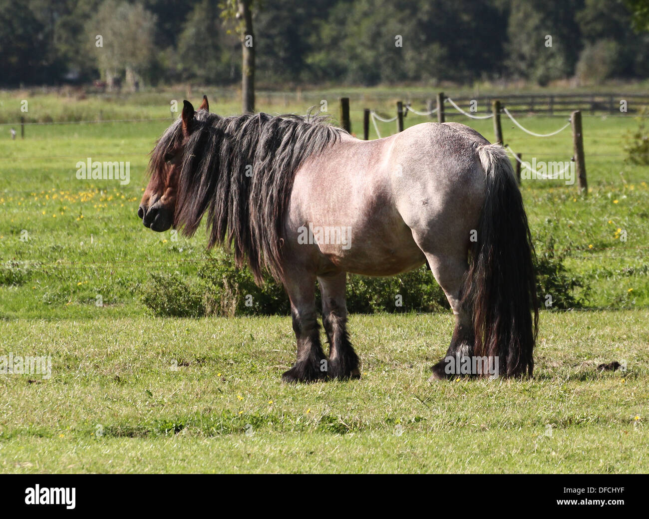Brabant horse hi-res stock photography and images - Alamy